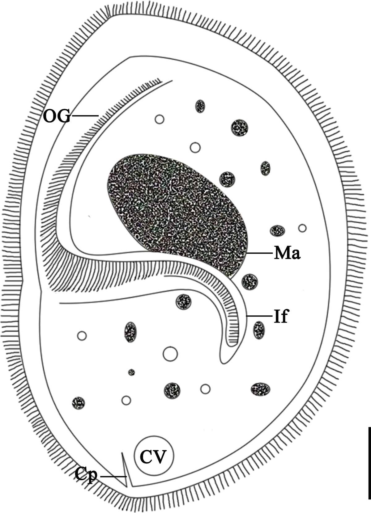 Sicuophora (Syn. Wichtermania) multigranularis from Quasipaa spinosa ...