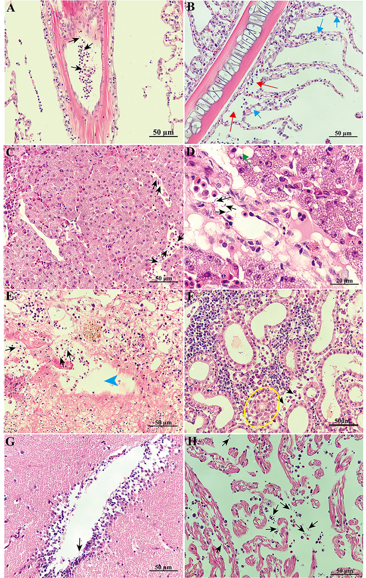 شناسایی گونه جدید تریپانوزوما به نام Trypanosoma larimichthysi 3 parasite240150 fig6