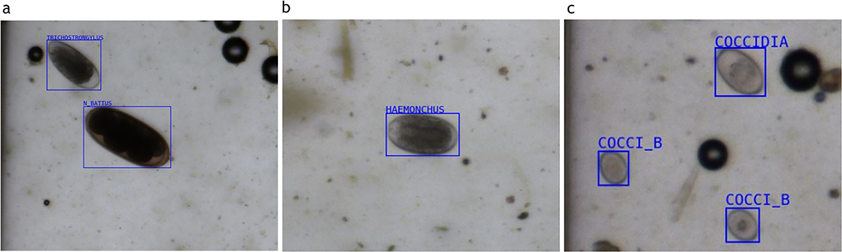 Figure 4 Refer to the following caption and surrounding text.