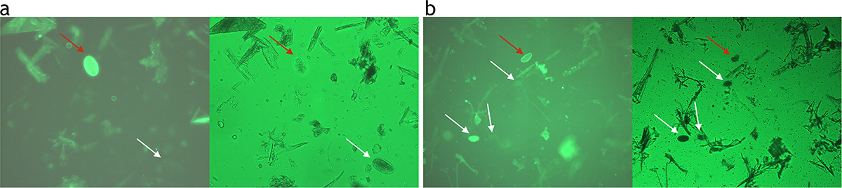 Figure 5 Refer to the following caption and surrounding text.