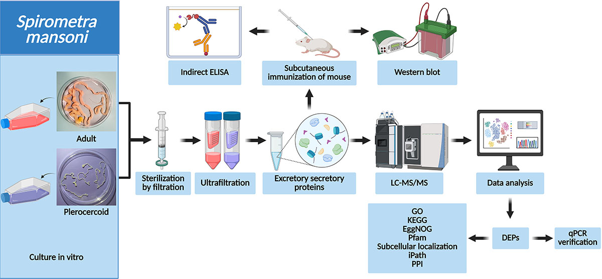 Figure 1 Refer to the following caption and surrounding text.