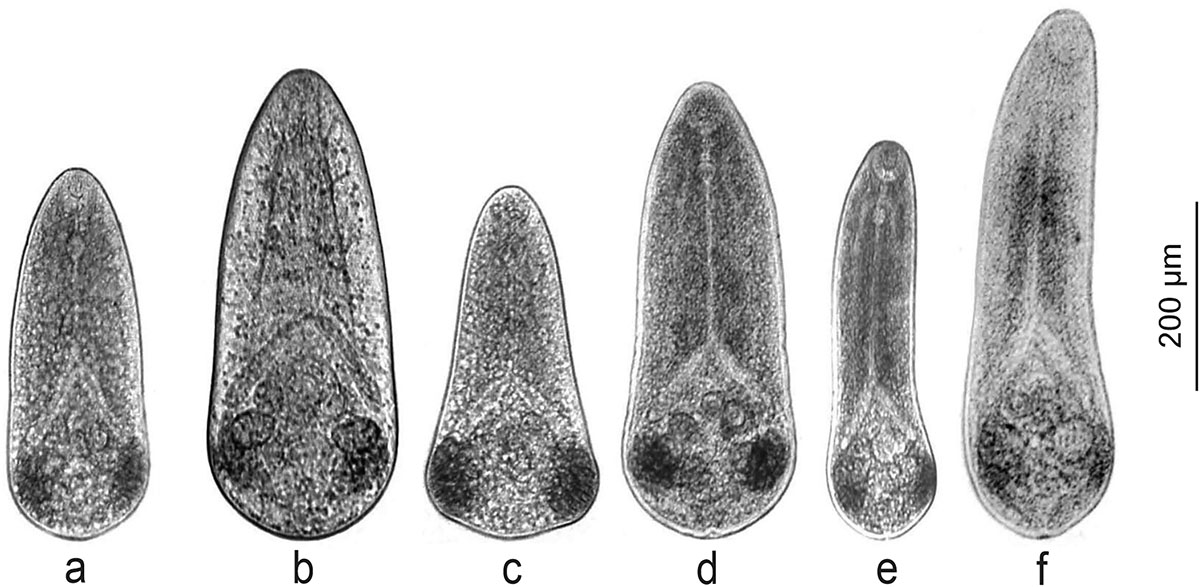 Figure 1 Refer to the following caption and surrounding text.