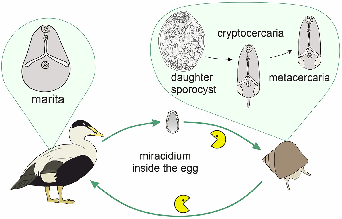 Figure 2 Refer to the following caption and surrounding text.
