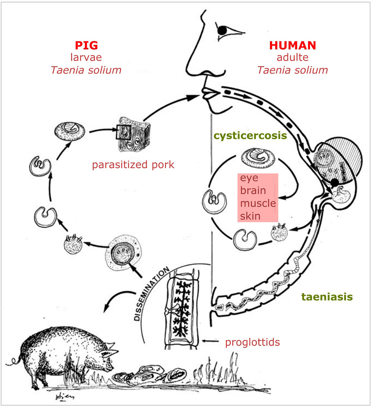 Figure 5 Refer to the following caption and surrounding text.
