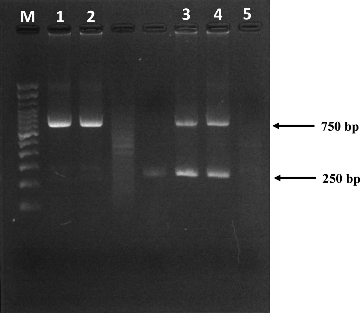 Supplementary Figure 1: Refer to the following caption and surrounding text.