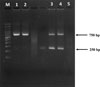 Thumbnail: Supplementary Figure 1: Refer to the following caption and surrounding text.