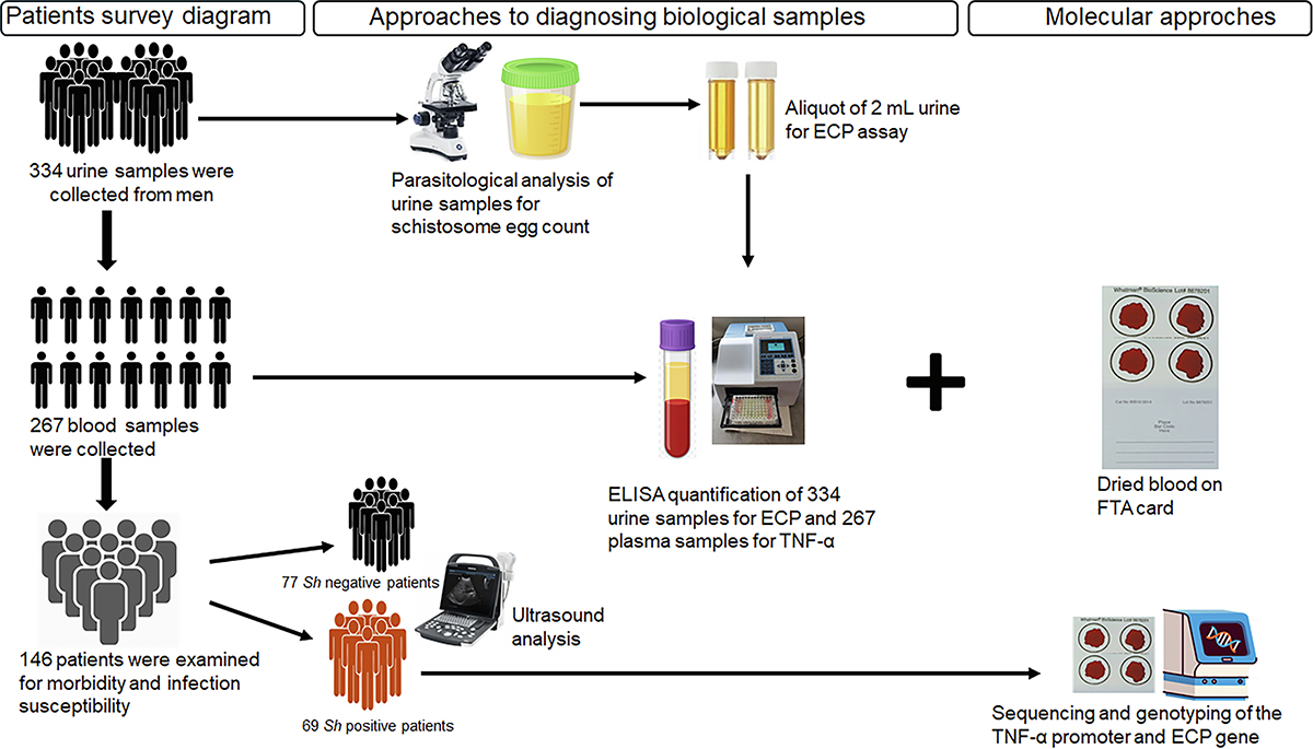 Figure 2 Refer to the following caption and surrounding text.