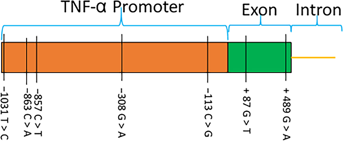 Figure 6 Refer to the following caption and surrounding text.