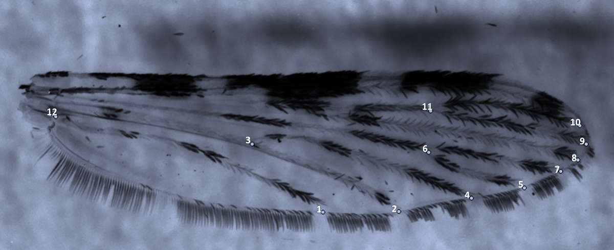 Figure 2 Refer to the following caption and surrounding text.