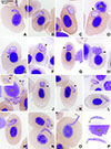 Thumbnail: Figure 2 Refer to the following caption and surrounding text.