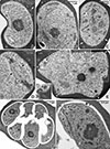 Thumbnail: Figure 3 Refer to the following caption and surrounding text.