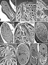 Thumbnail: Figure 6 Refer to the following caption and surrounding text.