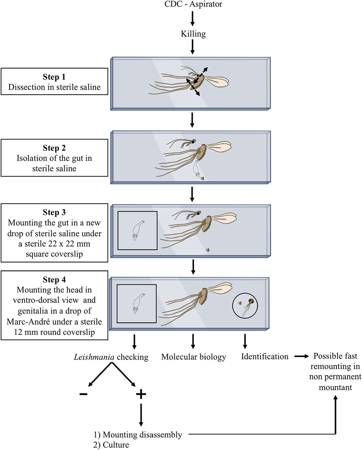 Figure 5 Refer to the following caption and surrounding text.