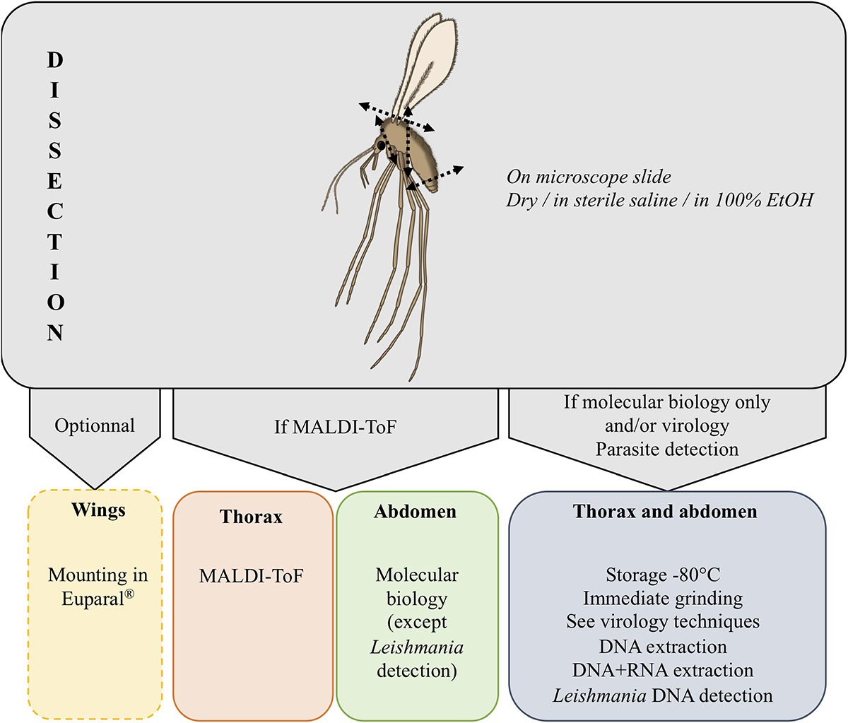 Figure 6 Refer to the following caption and surrounding text.