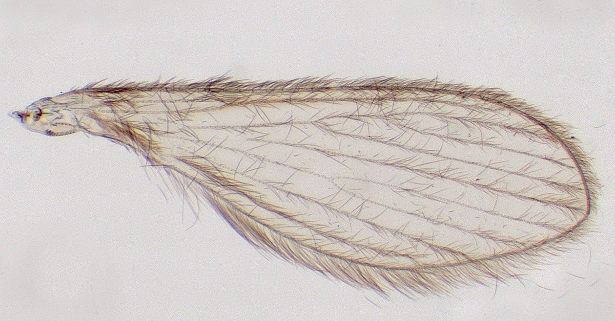 Figure 9 Refer to the following caption and surrounding text.