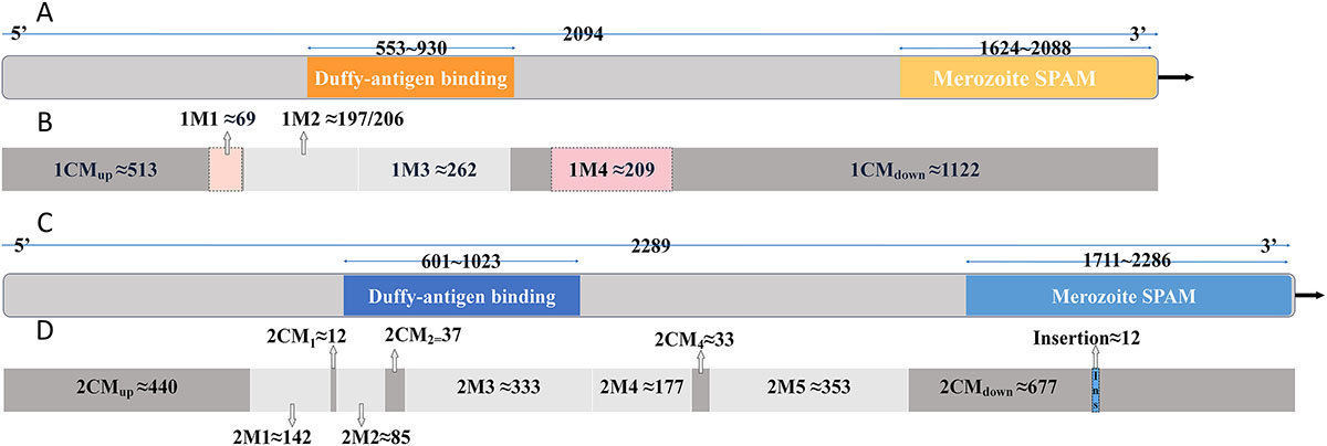 Figure 1 Refer to the following caption and surrounding text.