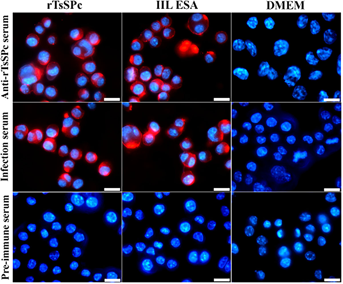Figure 2 Refer to the following caption and surrounding text.