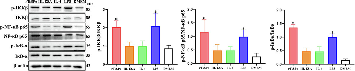 Figure 5 Refer to the following caption and surrounding text.