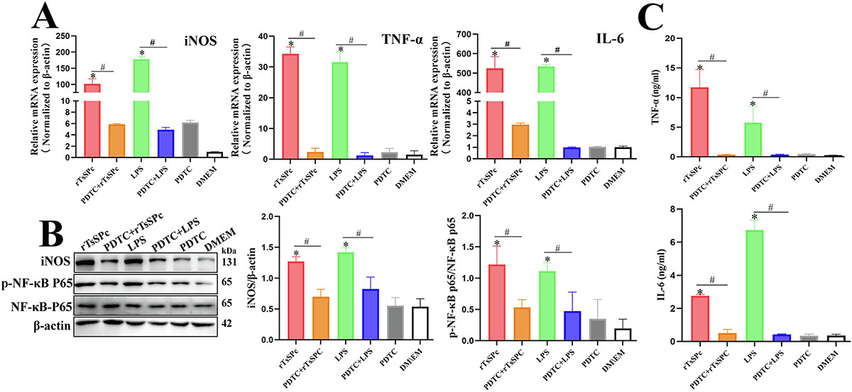 Figure 6 Refer to the following caption and surrounding text.