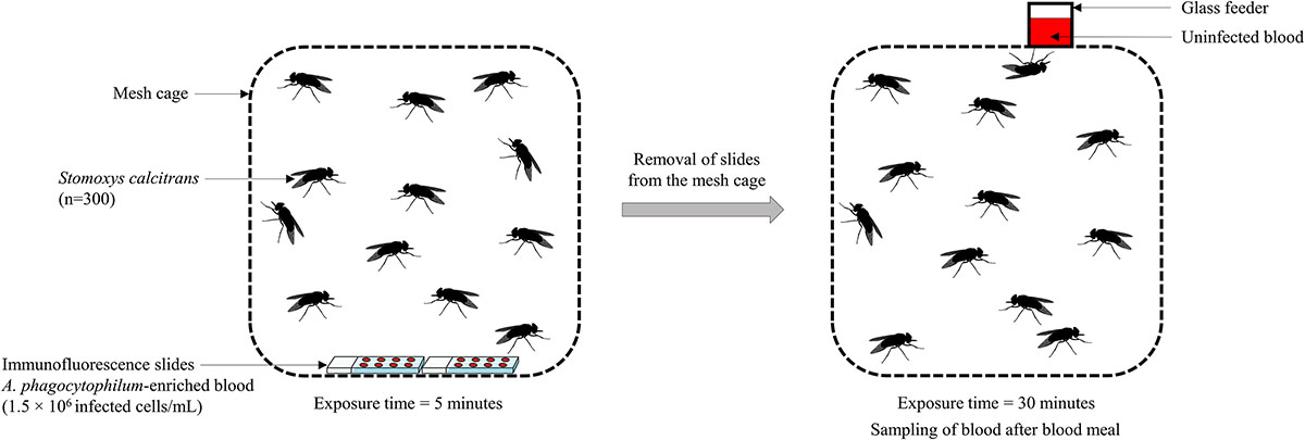 Figure 1 Refer to the following caption and surrounding text.