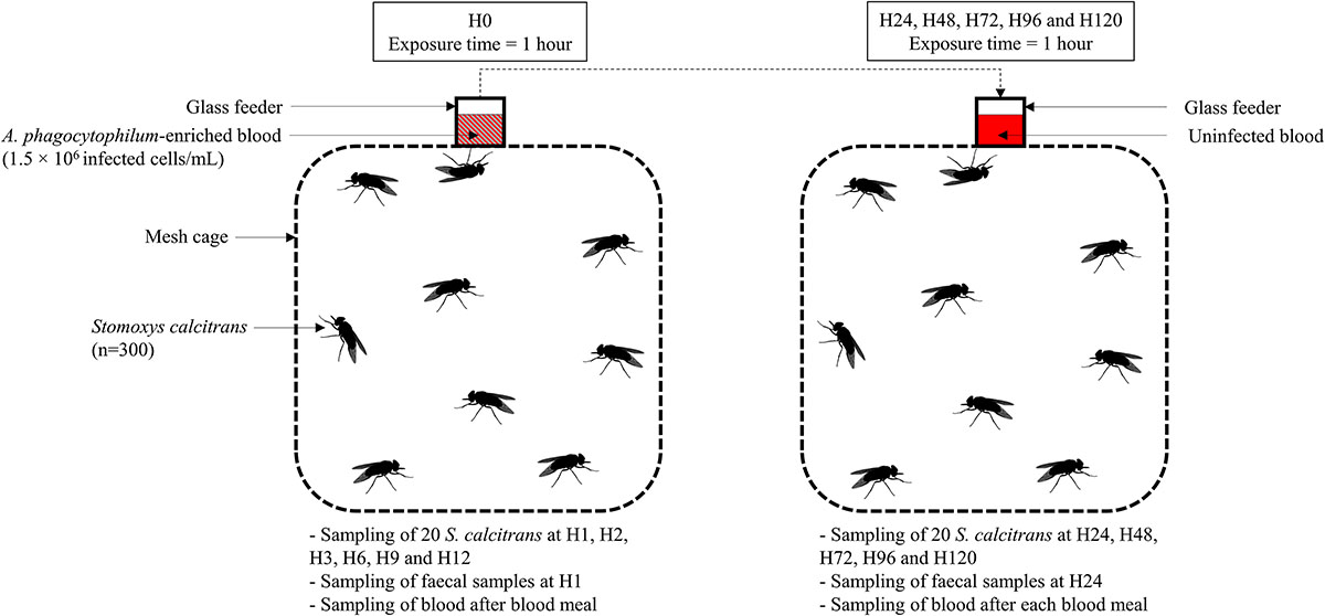 Figure 2 Refer to the following caption and surrounding text.