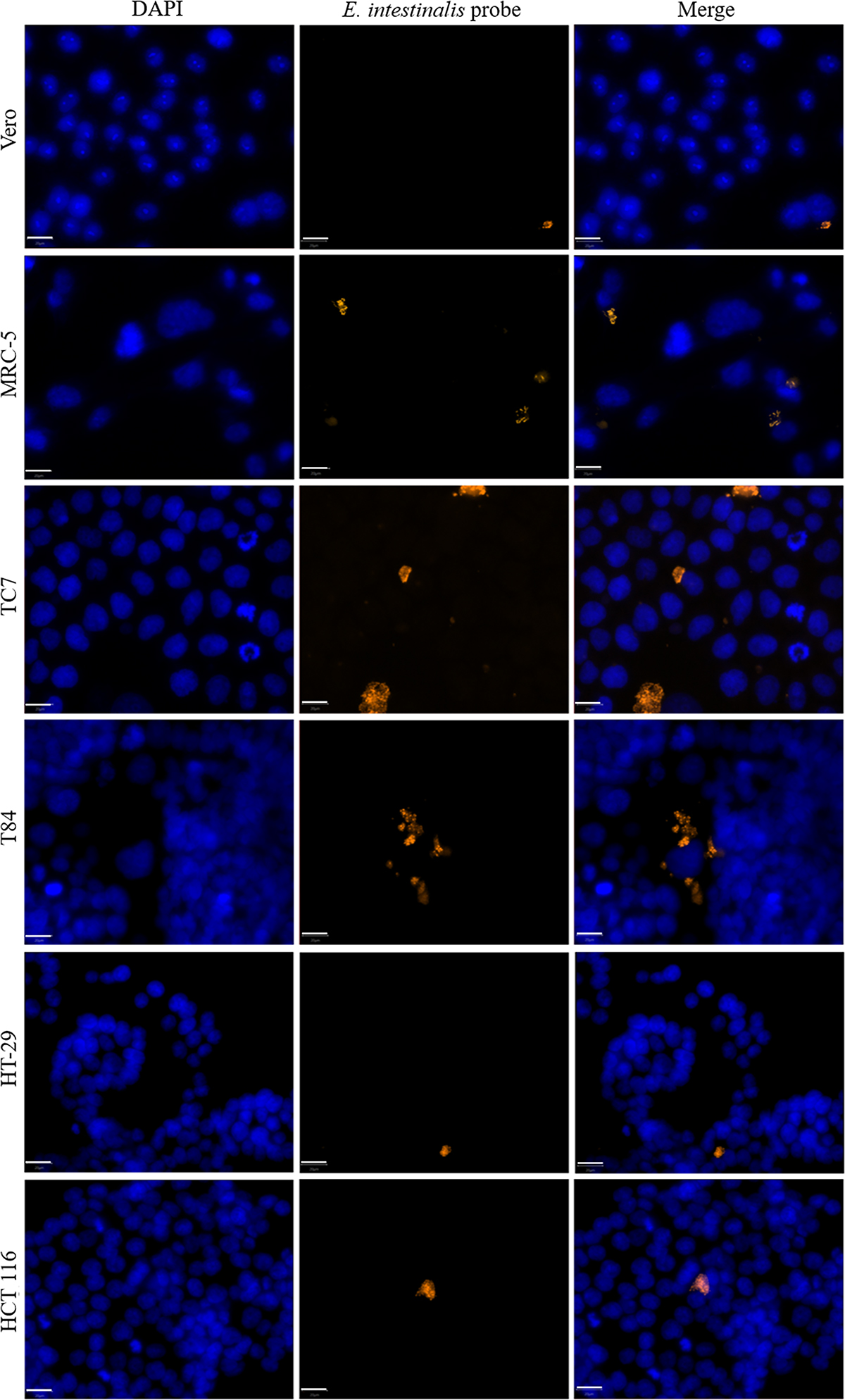 Figure 2 Refer to the following caption and surrounding text.