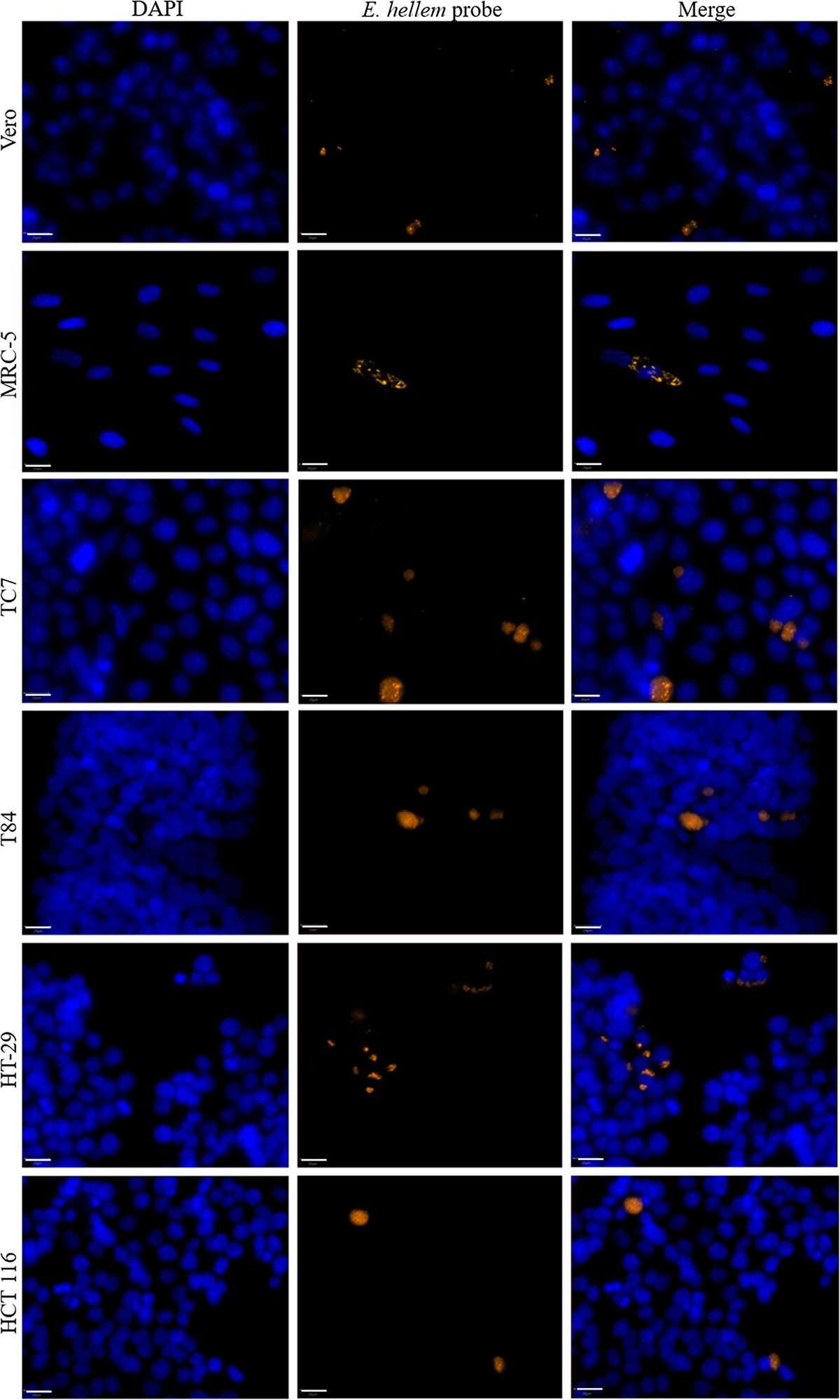 Figure 3 Refer to the following caption and surrounding text.