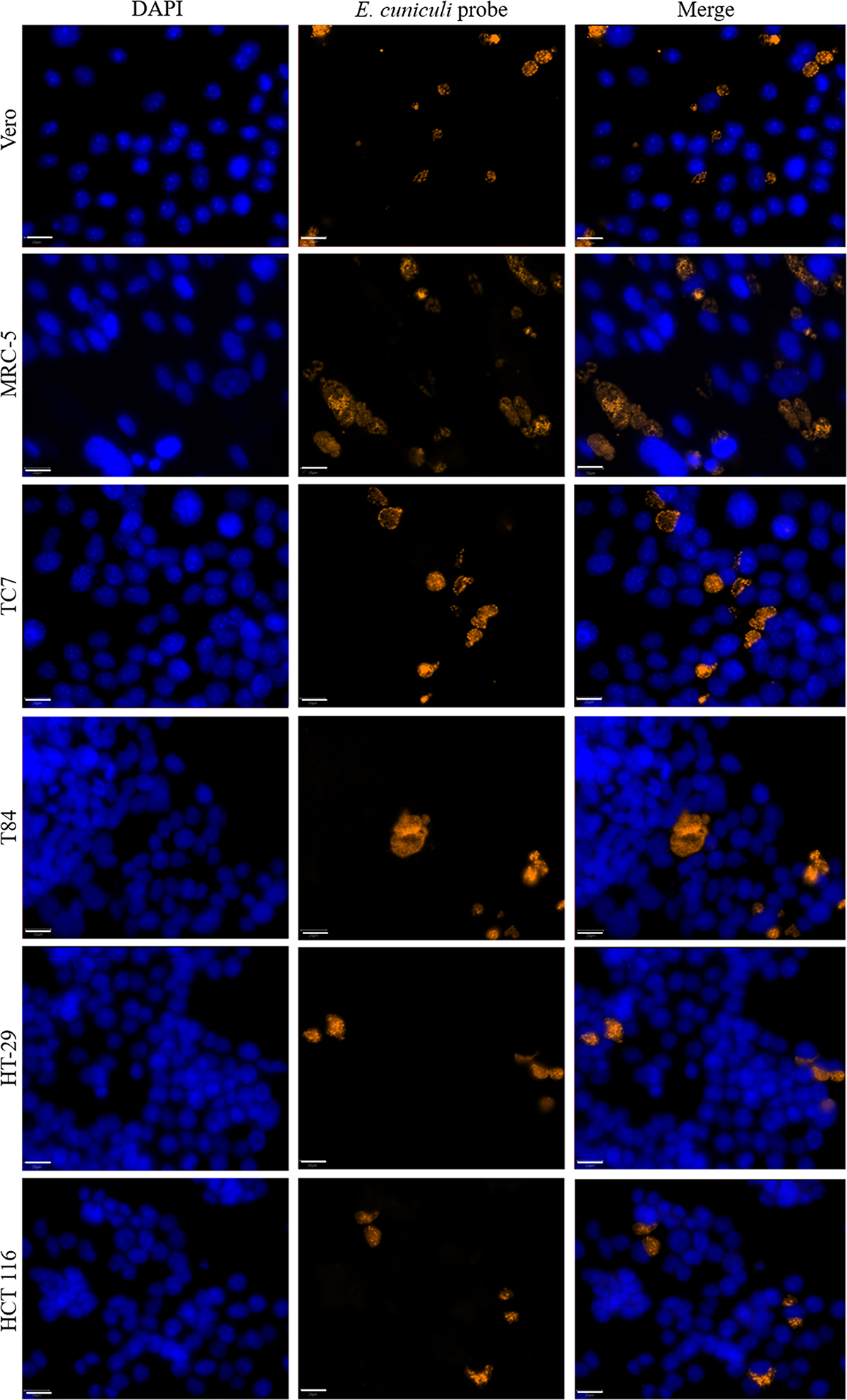Figure 4 Refer to the following caption and surrounding text.