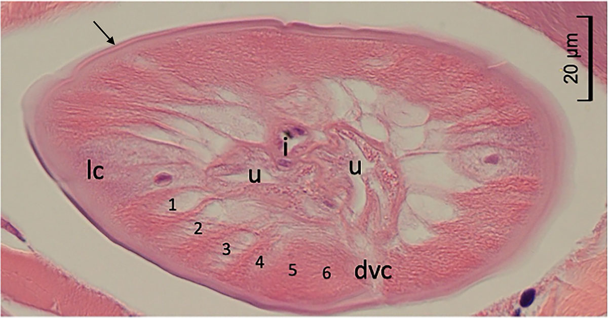 Figure 2 Refer to the following caption and surrounding text.