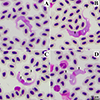 Thumbnail: Figure 2 Refer to the following caption and surrounding text.