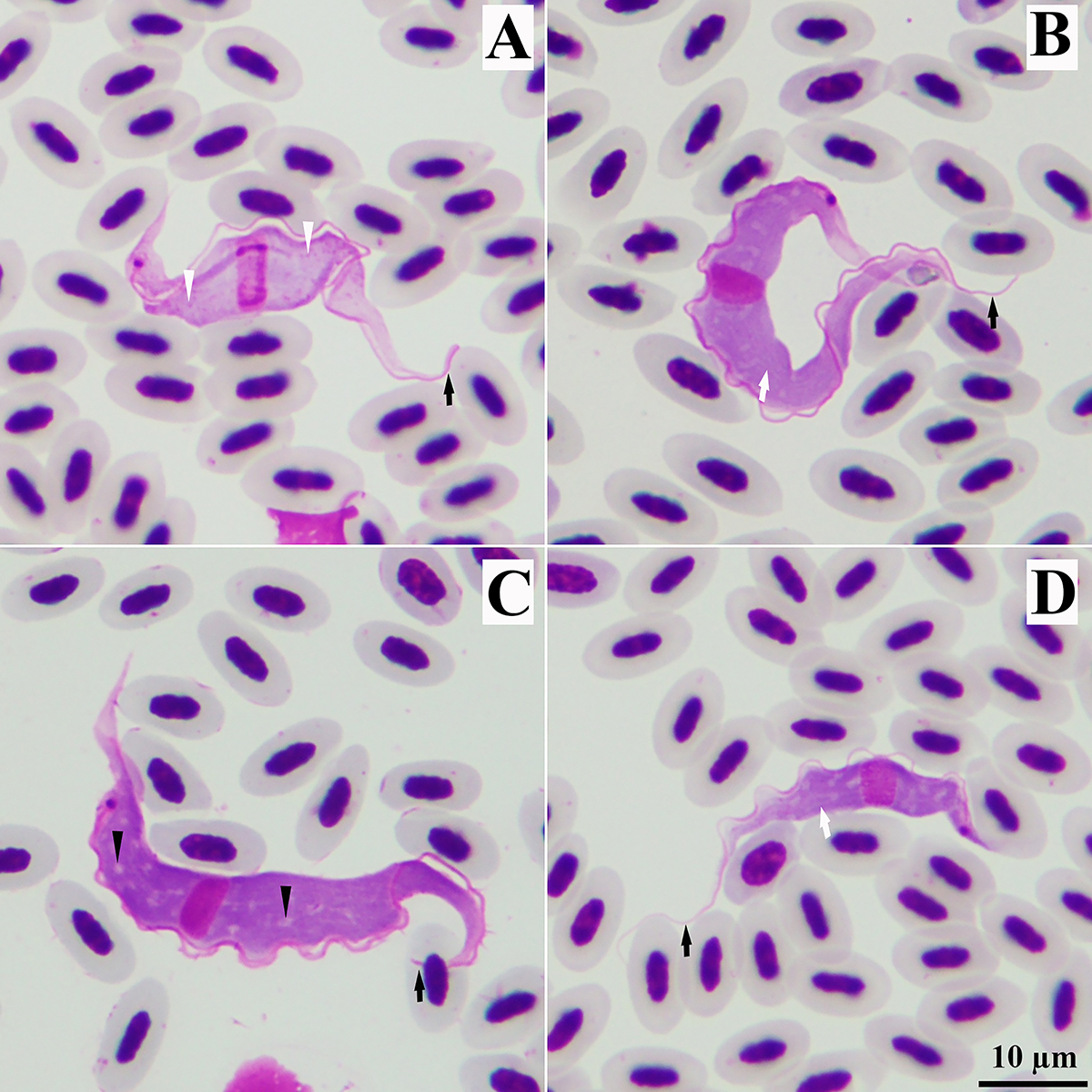 Figure 3 Refer to the following caption and surrounding text.