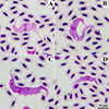 Thumbnail: Figure 3 Refer to the following caption and surrounding text.