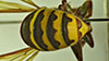 Thumbnail: Figure 2 Refer to the following caption and surrounding text.