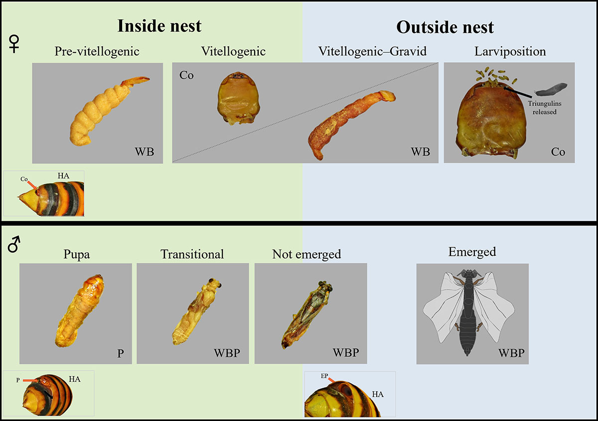 Figure 7 Refer to the following caption and surrounding text.