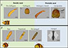 Thumbnail: Figure 7 Refer to the following caption and surrounding text.