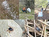 Thumbnail: Figure 1 Refer to the following caption and surrounding text.