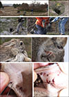Thumbnail: Supplementary Figure 2: Refer to the following caption and surrounding text.